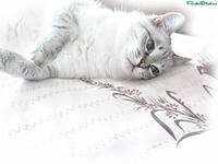 Схема вышивки «котик»