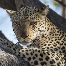 Схема вышивки «Леопард»