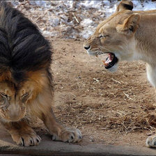 Схема вышивки «Львы»