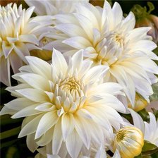 Схема вышивки «Белый букет»