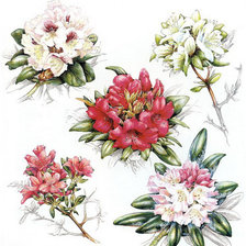 Схема вышивки «Подушка"Цветы"»