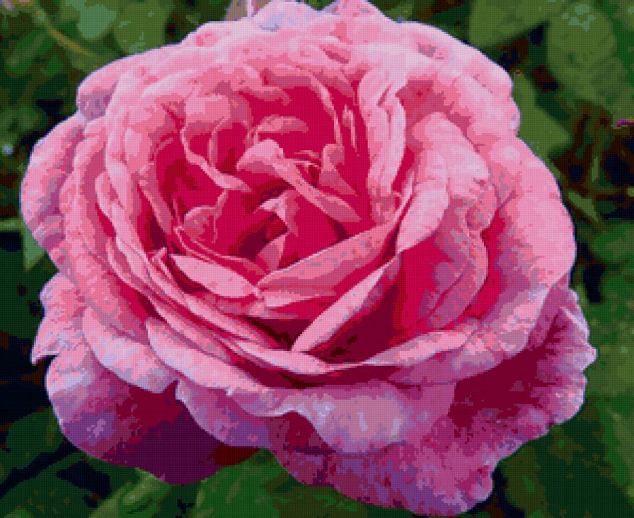 роза - цветок, цветы, розы, роза - предпросмотр