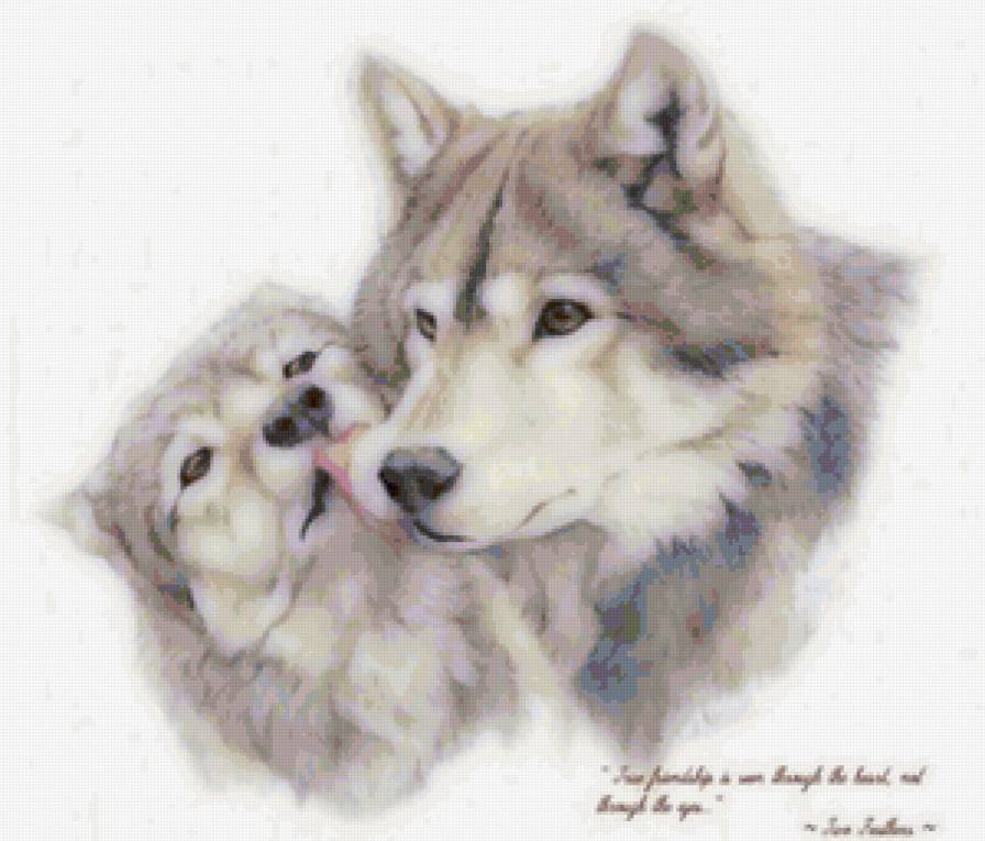 волки - животные, хищники, волк, любовь - предпросмотр