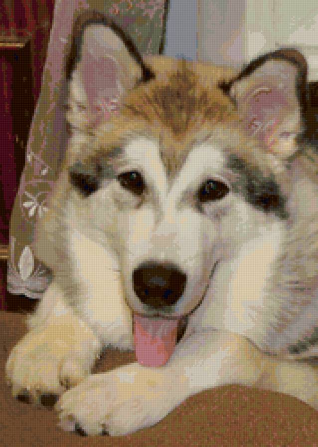 маламут - собаки, животные - предпросмотр