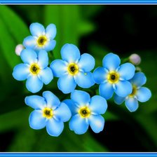 Схема вышивки «цветочки»