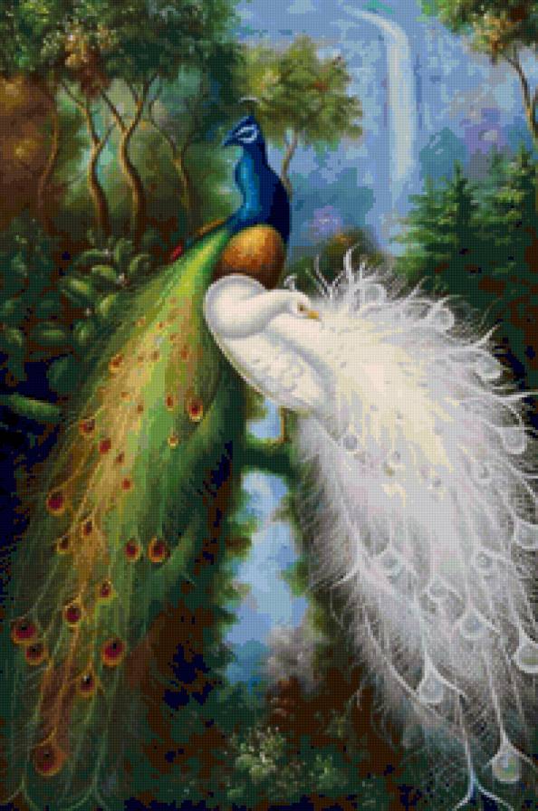 Пара павлинов - павлин, павлины, птицы - предпросмотр