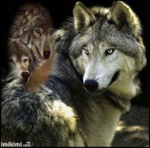 Схема вышивки «Волки»