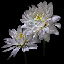 Схема вышивки «Белые цветы»