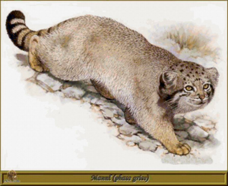 манул 54 - предпросмотр