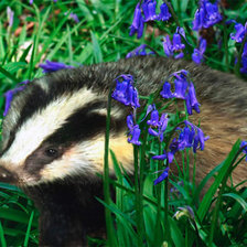 Схема вышивки «Барсук»