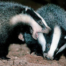 Схема вышивки «Барсуки»