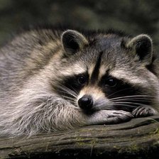 Схема вышивки «Енот»