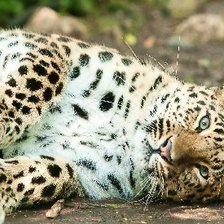 Схема вышивки «Леопард»