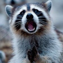 Схема вышивки «Енот»