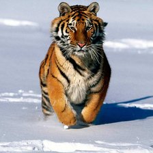 Схема вышивки «Тигр»