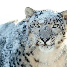 Схема вышивки «Снежный барс»