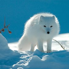 Схема вышивки «Песец»