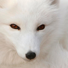 Схема вышивки «Симпатичная мордашка»