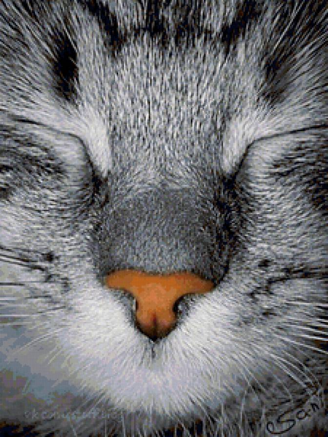 Мордочка - животные, кот, морда - предпросмотр