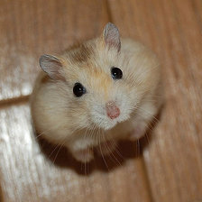 Схема вышивки «@113»