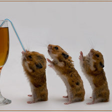 Схема вышивки «@114»