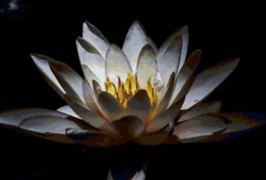 Свечение лотоса - лотос, цветы - предпросмотр