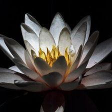 Схема вышивки «Свечение лотоса»