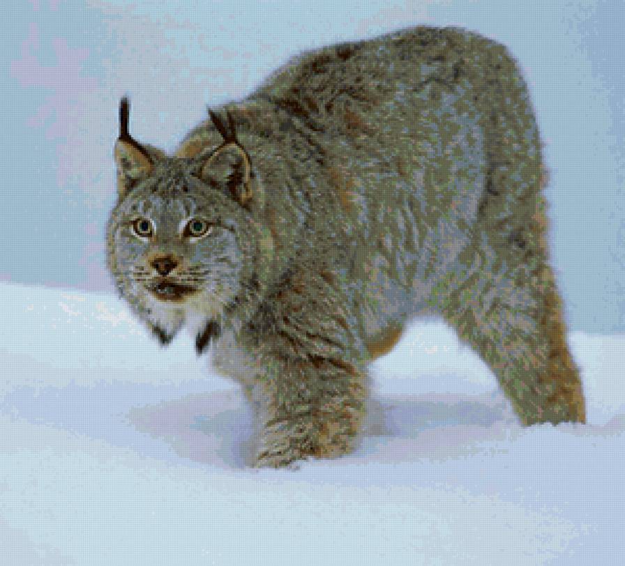 Рысь - кошки, рысь, животные - предпросмотр