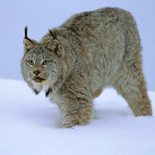 Схема вышивки «Рысь»