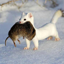 Схема вышивки «Удвчная охота»