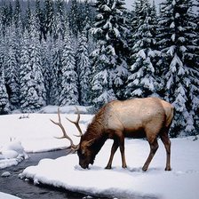 Схема вышивки «Олень»