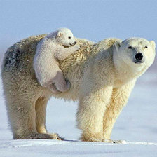 Схема вышивки «Белые медведи»