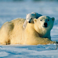 Схема вышивки «Белые медведи»