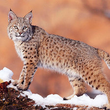 Схема вышивки «Рысь»