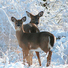 Схема вышивки «Олени»