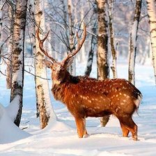 Схема вышивки «Вожак»