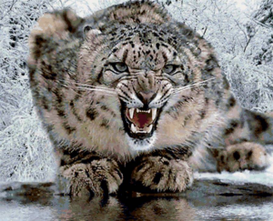 Хищник - барс, кошки, животные - предпросмотр