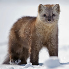 Схема вышивки «На страже»