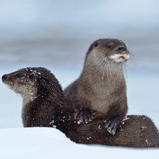 Схема вышивки «На отдыхе»