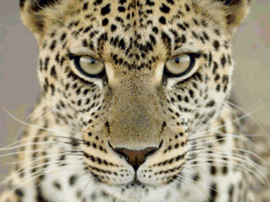 Взгляд - животные, леопарды, кошки - предпросмотр