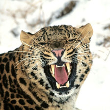 Схема вышивки «Грозный рык»