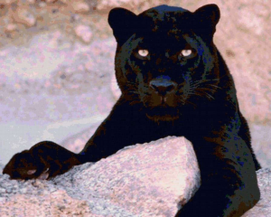 Пантера - кошки, пантера, животные - предпросмотр