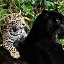 Схема вышивки «А где моя мама?»