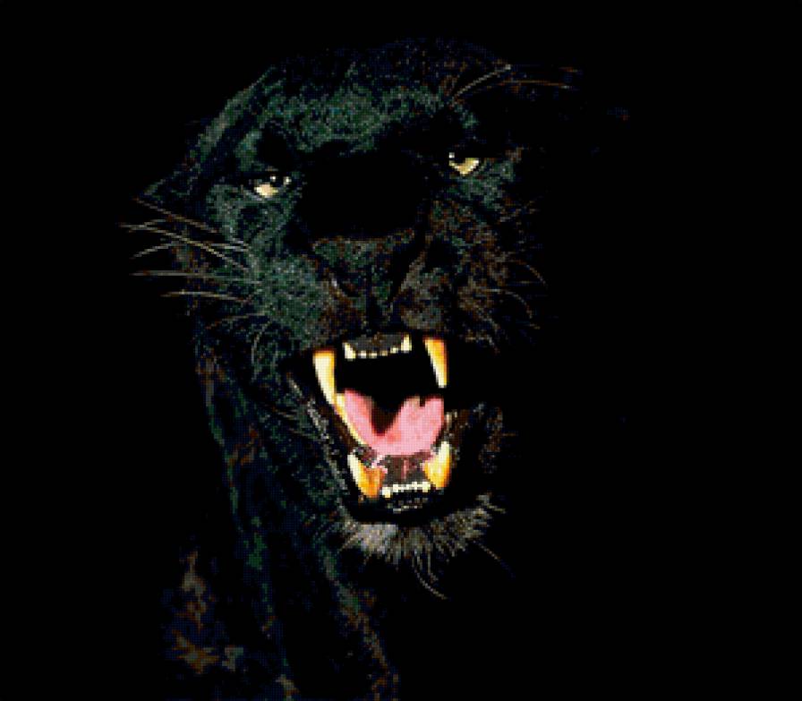 Пантера - животные, кошки, пантера - предпросмотр