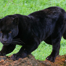 Схема вышивки «Перед прыжком»