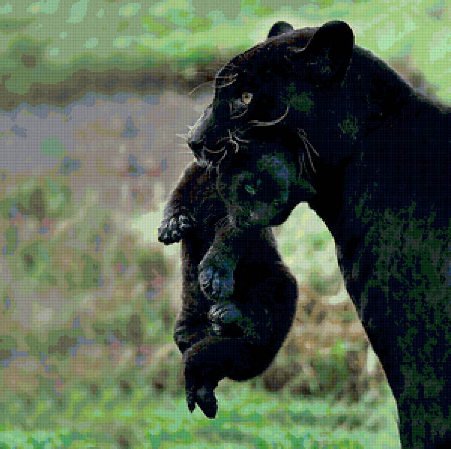 Пантера - кошки, животные, пантера - предпросмотр