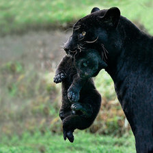 Схема вышивки «Пантера»