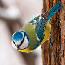 Схема вышивки «Синица»