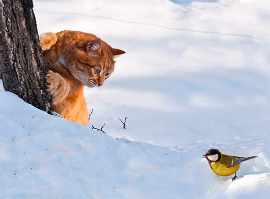 Давай знакомиться! - прикол - оригинал