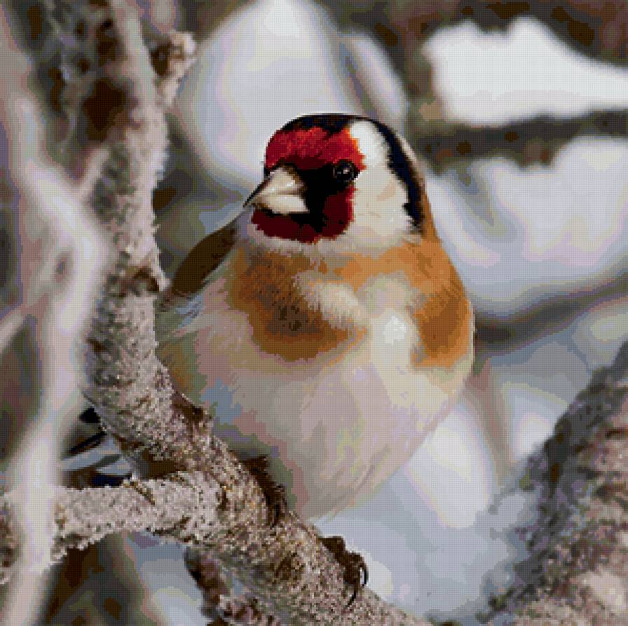 Щегол - птицы, щегол - предпросмотр